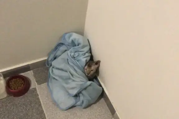 Найдена кошка на ул. Сапрунова, 15 в Краснодаре