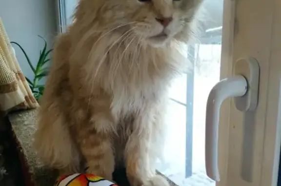 Кошки потеряшки, Санкт-Петербург, фото: Потеряшка кошка Лари в Наволоке, Хваловское сельское поселение