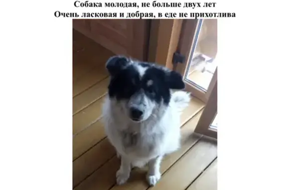 Собака найдена в Нижегородской области