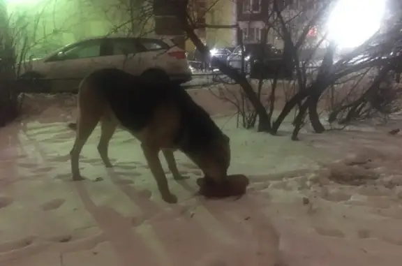 Найдена собака на Репищева улице, Санкт-Петербург