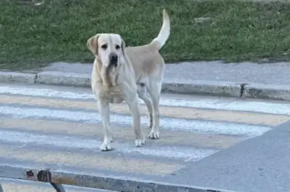 Собака найдена на Средней улице в Евпатории