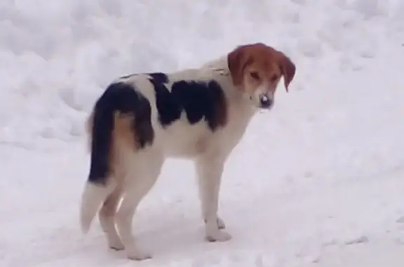 Собака найдена на Космонавтов, 36 в Тёше.