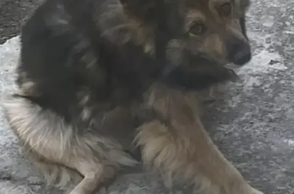 Пропала собака Байкал, вознаграждение гарантировано!