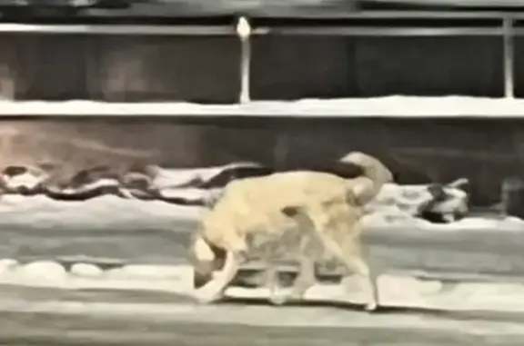 Найдена белая собака на Московском шоссе в Самаре