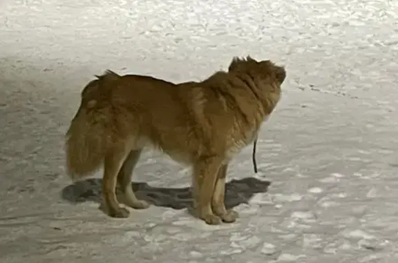 Собака найдена на Лебедянской, Бирюлёво Восточное.