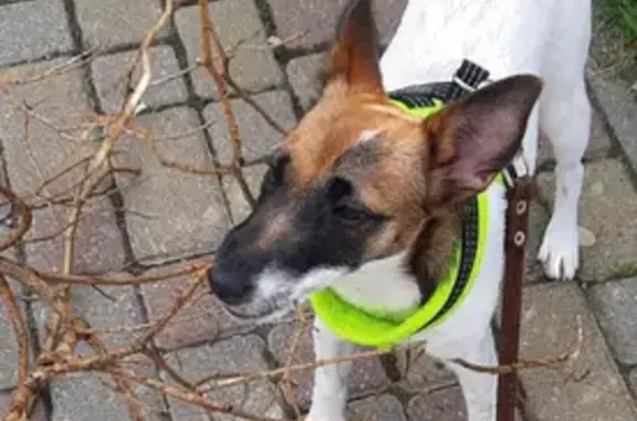 Пропала собака Мара на улице Гайдара, Калининград.