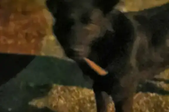 Найдена собака, Калининград, фото: Собака найдена возле магазина Виктория на ул. Суворова, Калининград.