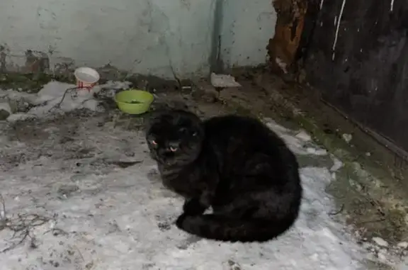 Найден породистый кот возле Лицея 3, ул. Перевёрткина, 25