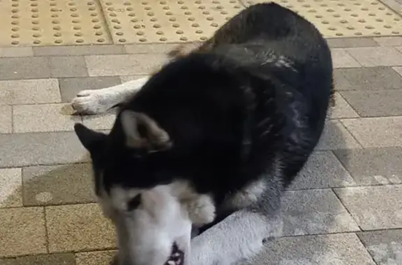 Найдена собака Хаски на ул. Сапрунова, 13 в Краснодаре