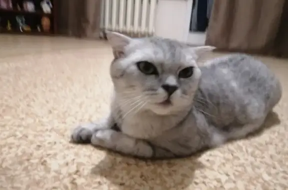 Найдена кошка на улице Шумакова, 44, Барнаул