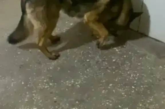Найдена собака на улице Рихарда Зорге 93А, Казань