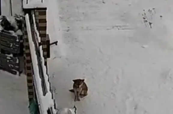 Найдена рыжая собака на 18-й Линии, Омск