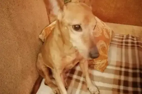 Собаки потеряшки, Санкт-Петербург, фото: Потеряшка собака на Малой Балканской, СПб