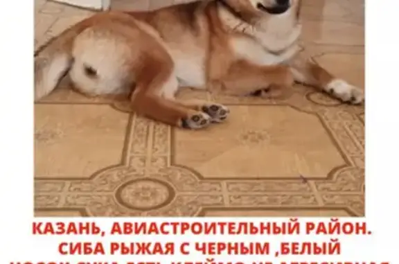Пропала собака Сиба ину на Шатурской, 34, Казань
