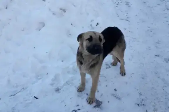 Собака найдена на Варшавском шоссе