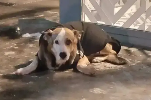 Собака на Хрипанском шоссе найдена.