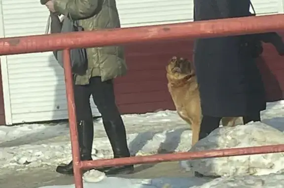 Найдена собака с ошейником возле Магнита на пр. Врача Сурова, 2А