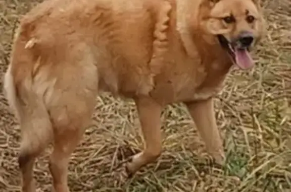 Пропала собака в Ильятине, Московская область