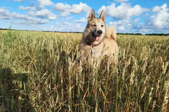 Пропала собака Лайка в Калининградской области.