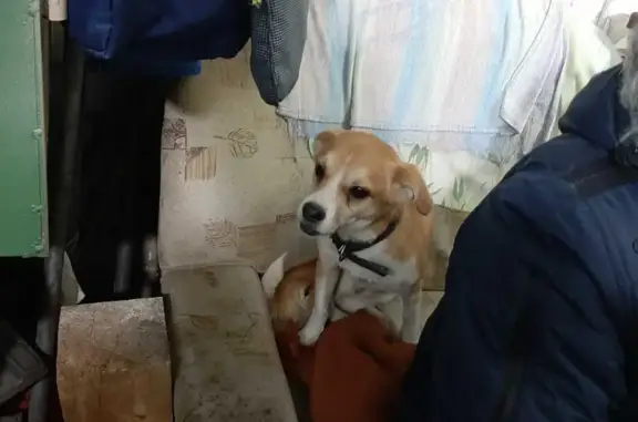 Найдена собака на ул. Адмирала Ушакова, 5, Волгоград