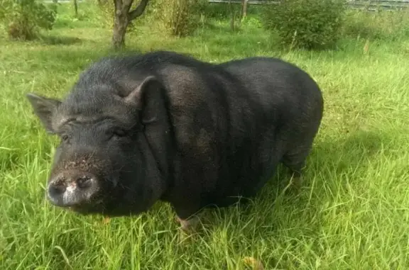 Собаки потеряшки, Тверь, фото: Потеряшка собака возрастом 11 лет на улице Дрожжина, 35 в Твери