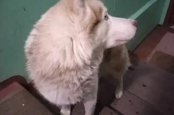 Собака найдена на ул. Адмирала Кузнецова, 13 в Архангельске
