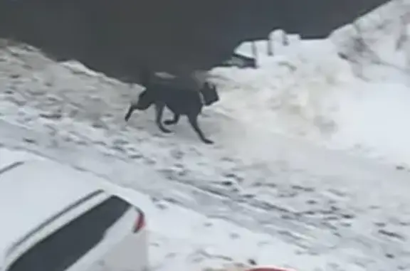 Найдена собака на ул. Генерала Кравченко, СПб.