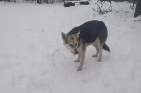 Найдена собака на Садовой улице, Магалинщина