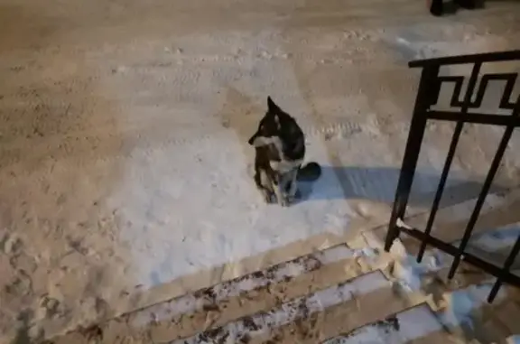 Найдена ласковая собака на Красноармейской, Нижний Тагил