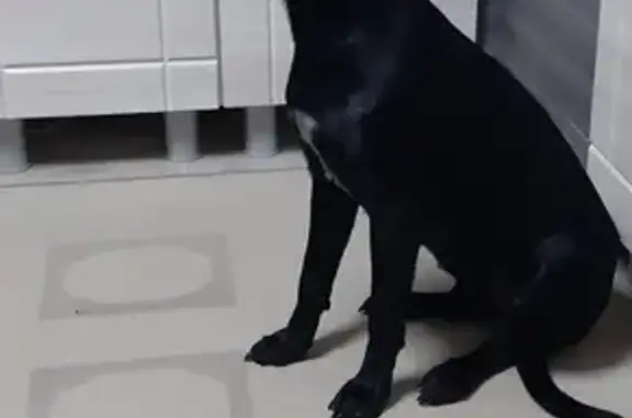 Найдена собака на Крымской, Анапа