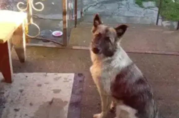 Пропала собака на проспекте Свободы, Иноземцево