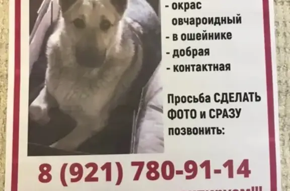 Пропала собака на улице Царицынской