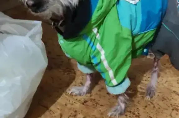 Собака найдена на пр. Машиностроителей, 9 в Ярославле