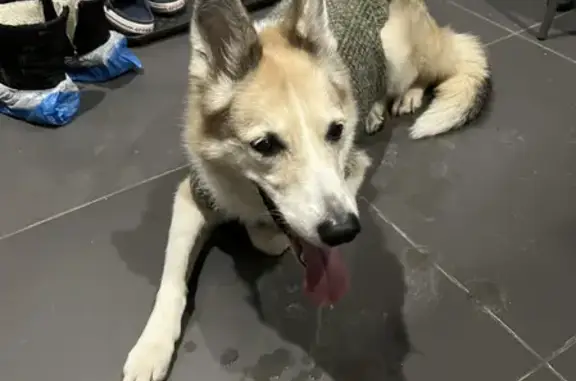 Найдена собака с ошейником в клинике на Тельмана, 144