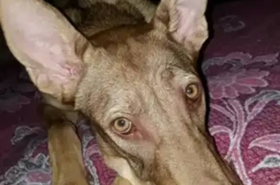 Пропала собака в ЖК Оранж Парк, Котельники