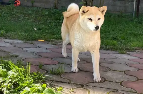 Пропала собака Сиба ину на ул. Глинки, 15 в Ногинске