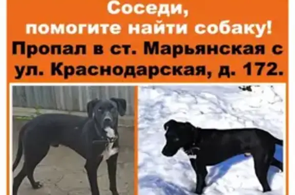 Пропала собака в Марьянской - вознаграждение!