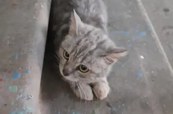 Найдена кошка на Революционной, 135, Самара