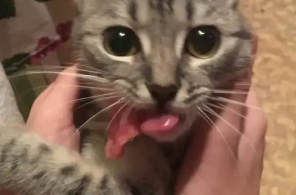 Кошки потеряшки, Тамбов, фото: Потеряшка кошка на Мичуринской, 113 в Тамбове