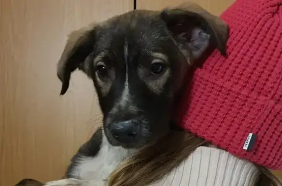 Найдена собака Девочка, 3 мес, коричнево-серый окрас, ул. Прямолинейная, 26А, Раменское.