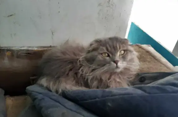 Найдена кошка на Уральской улице в Магнитогорске