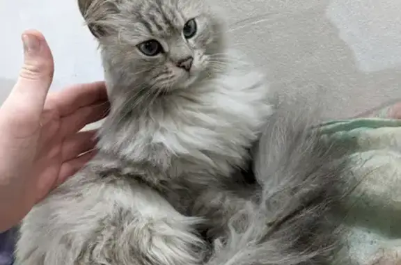 Найдена кошка на 60 лет Октября, 2 в Белгороде