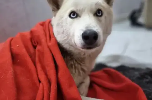 Найдена собака, Ростов-на-Дону, фото: Собака найдена: мальчик, белый окрас, пер. Белоусова 4/1, Ростов-на-Дону