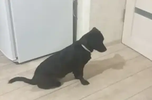 Собака найдена на Северной улице в Краснодаре (41 символ)