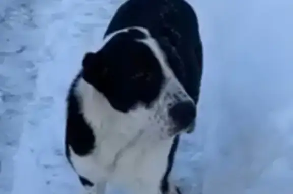 Найдена собака на улице Геологов, 2 в Нижнем Новгороде