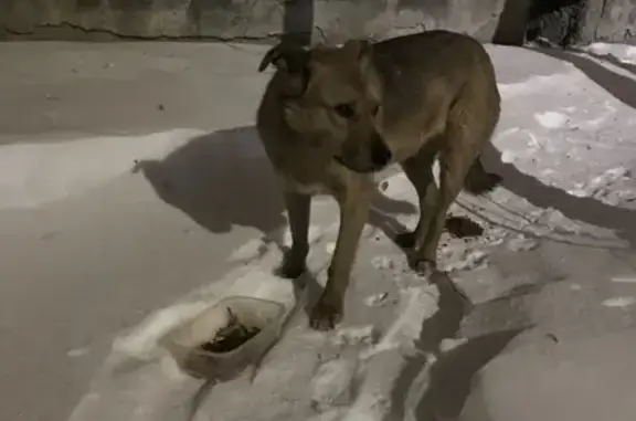 Собака найдена на ул. Ильича, 48А, Екатеринбург