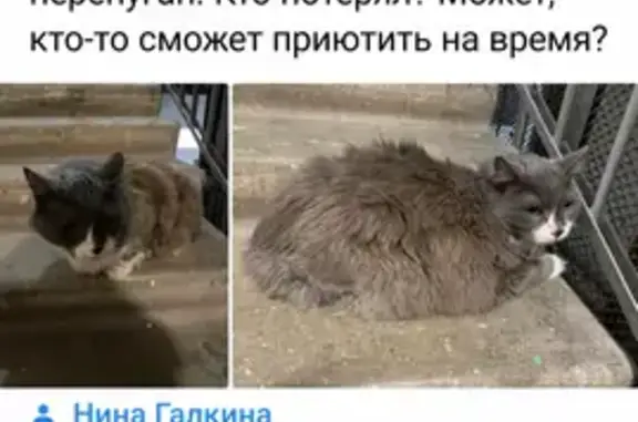 Найден котик на Малахитовой улице, Москва