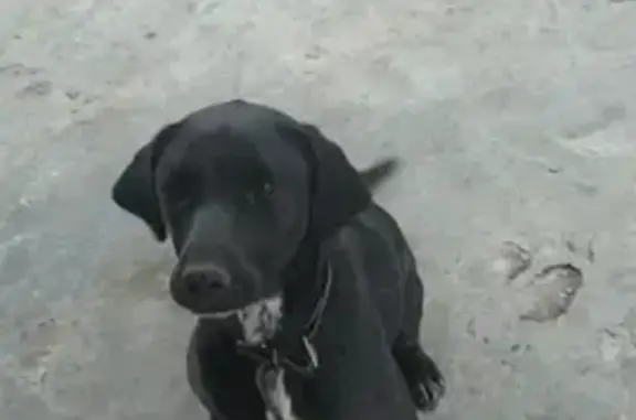 Пропала собака на Кирпичной ул., 63, Динская