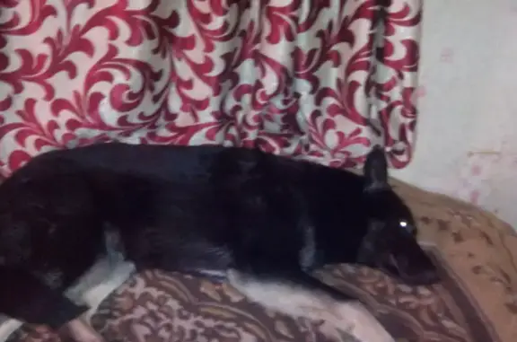 Собаки потеряшки, Санкт-Петербург, фото: Потеряшка собака в СПб: Помесь восточная и немецкая овчарка, возраст 7 мес. с белым пятном на груди.