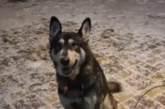 Собака найдена в Власово около магазина Верный